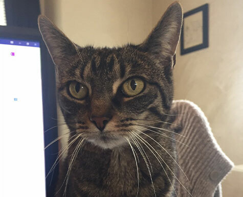 Support For Bladder Stones in Cats