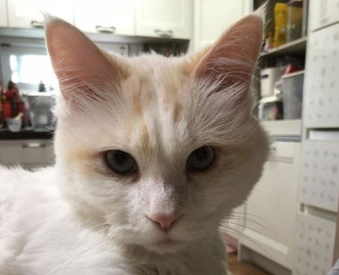 Bolt with a heart condition