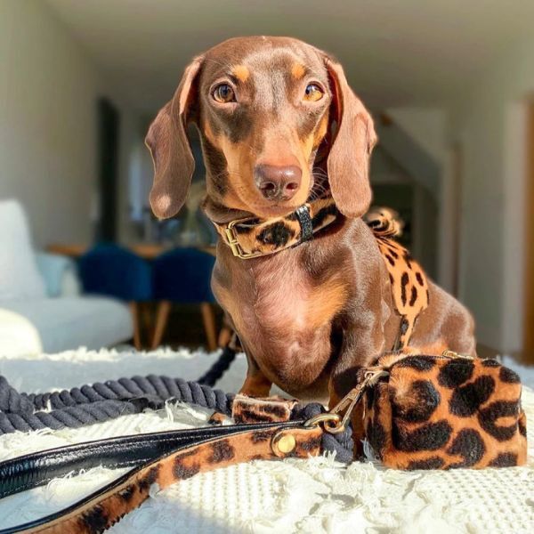 dog wearing leopard pattern harness