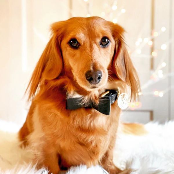 Dog wearing Bowtie