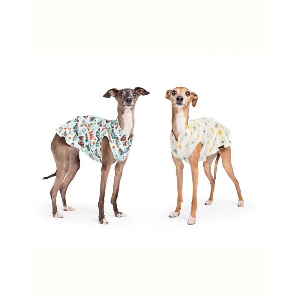 two dogs wearing goldpaw shirt