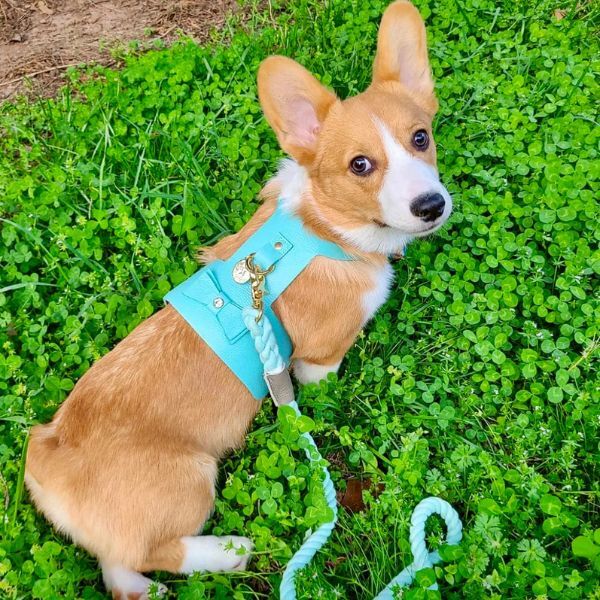 dog wearing harness
