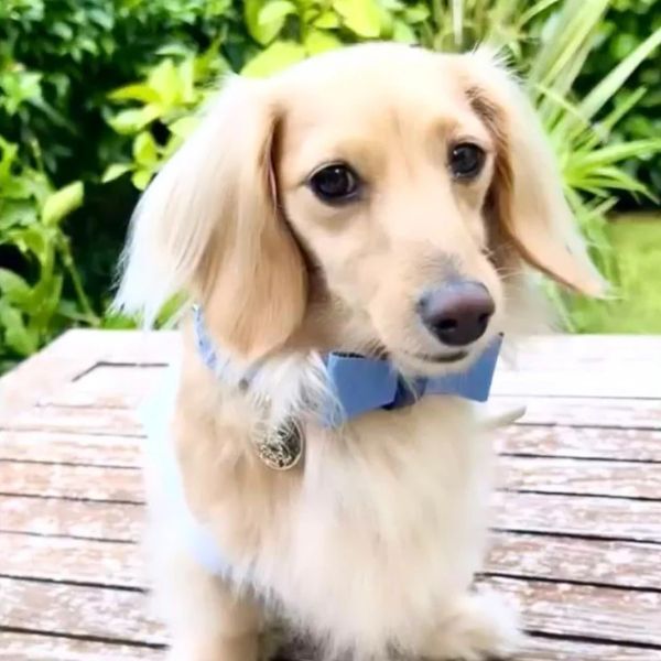 dog wearing cute bowtie