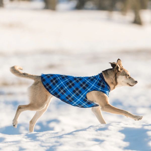 dog wearing fleece in snow