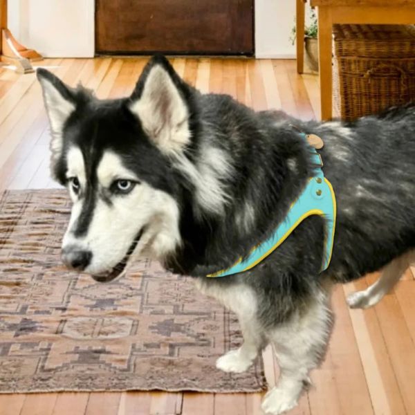 PoisePup Step-In Harness Top View