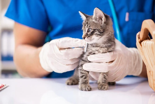 a-z pet health conditions