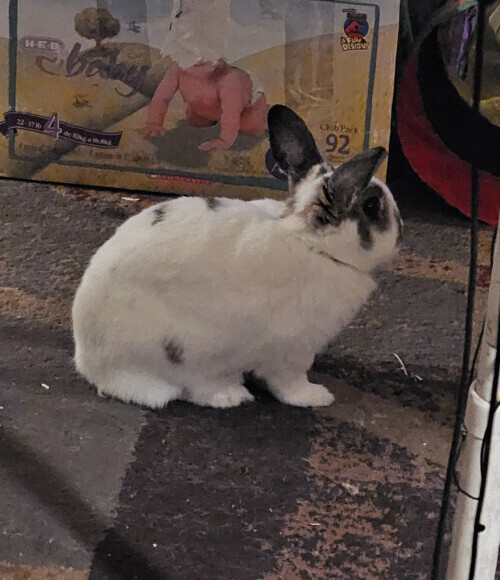 Milk thistle for rabbits