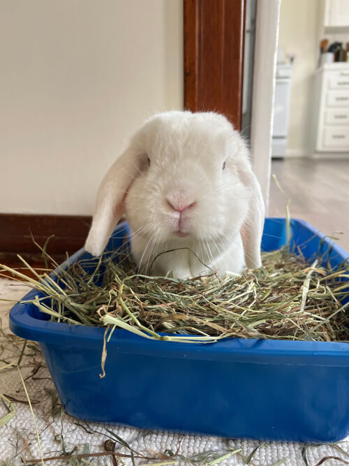 My bunny LOVES his herbs!