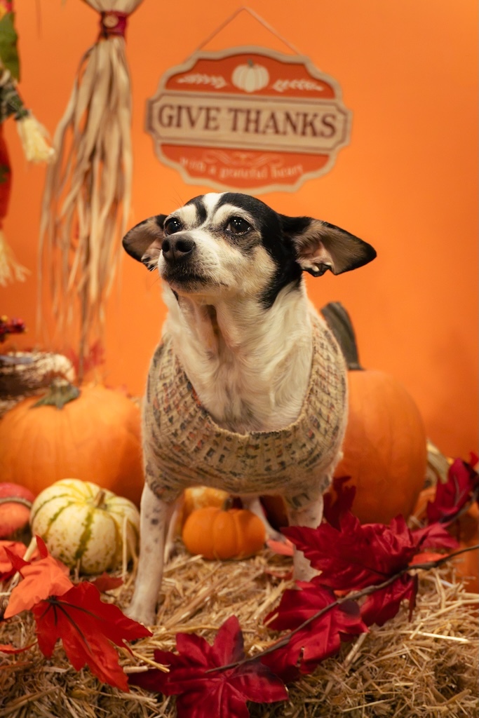 Chaya under the Give Thanks sign