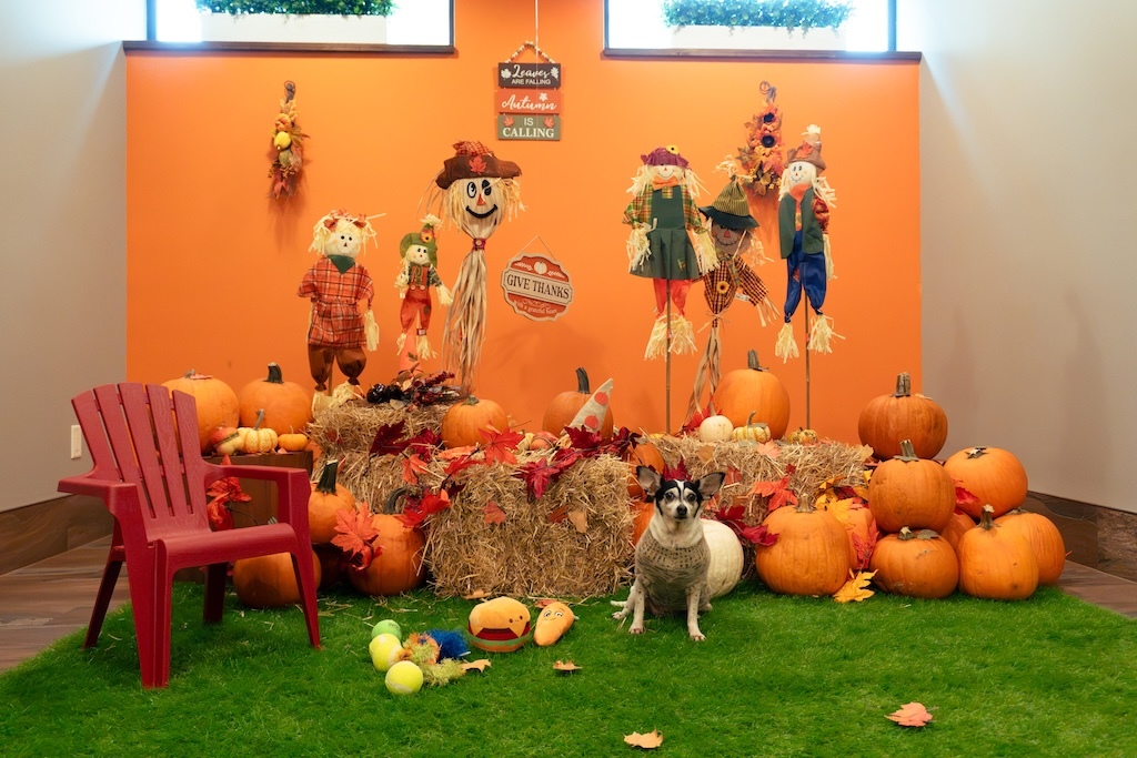 Chaya in the full pumpkin patch set at the NHV photo zone