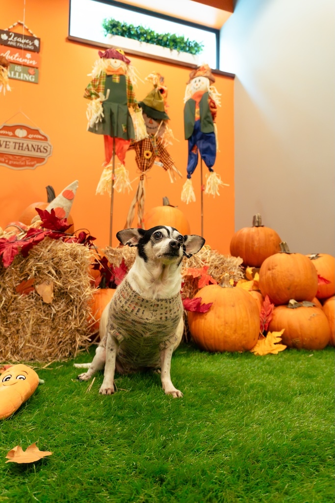Chaya sitting on the turf with scarecrows and pumpkins