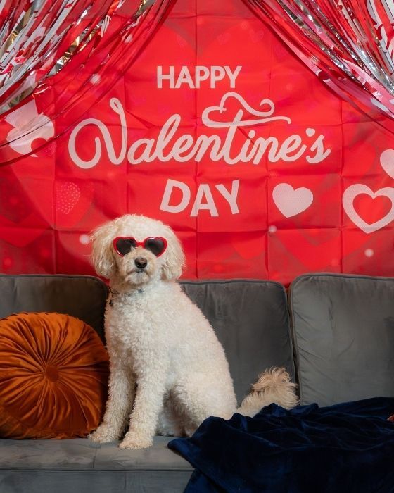 Corgi wearing a heart headband at the Valentine’s photo zone
