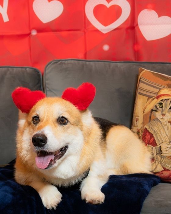 Poodle in heart sunglasses at the Valentine’s photo zone