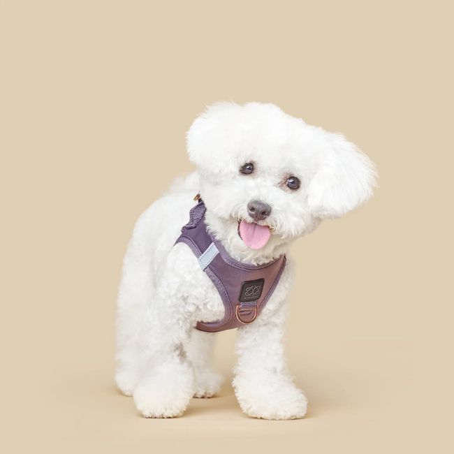 Dog Wearing Dogistry Harness