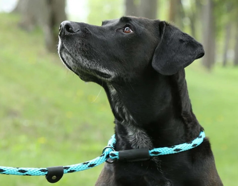 Mendota Slip Dog Leash 6ft