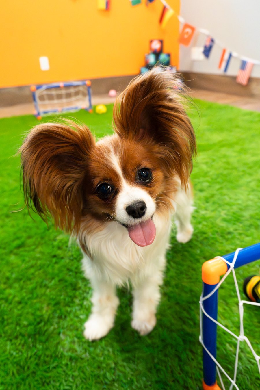 Papillon on the turf beside a soccer net at the World Cup photo zone
