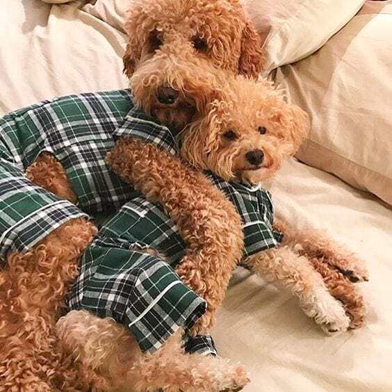 dog wearing green plaid flannel pajamas