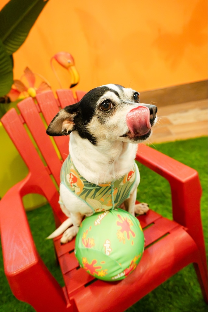 Dog posing in the NHV photo zone