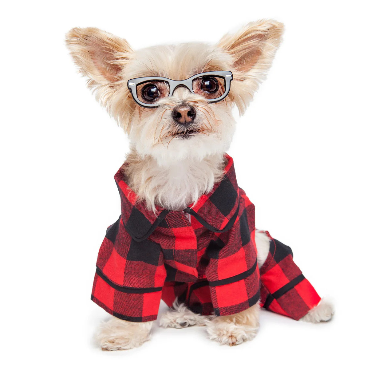 Dog Wearing Goldpaw Fleece