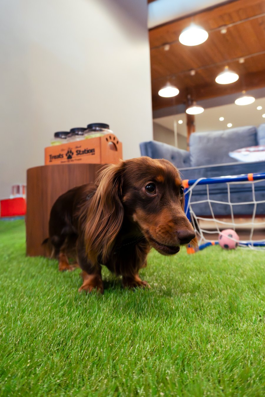Long-haired dachshund on the turf by the treats station