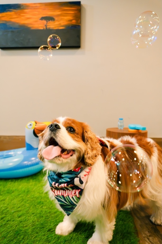 Dog posing in the NHV photo zone