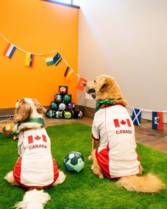 Two dogs in Canada jerseys at the World Cup photo zone