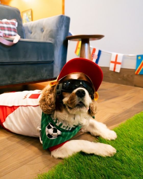 Cavalier in a soccer kit and goggles at the World Cup photo zone
