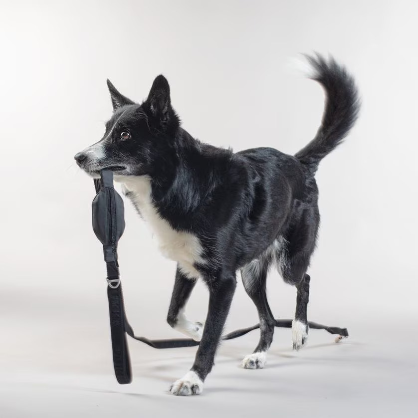 dog with a paikka dog leash