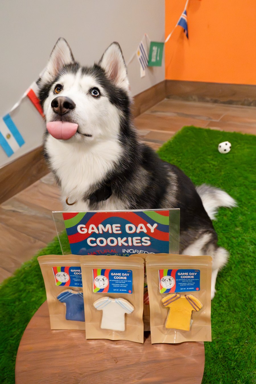 Husky sitting behind Game Day Cookie jersey treats