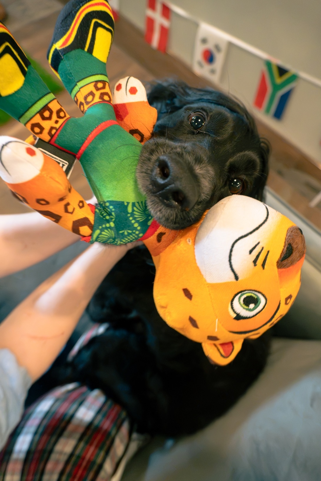 Black lab lying upside down with a plush mascot toy
