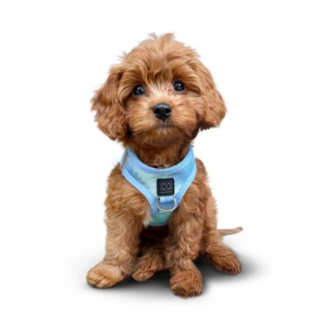 Dog Wearing Goldpaw Fleece