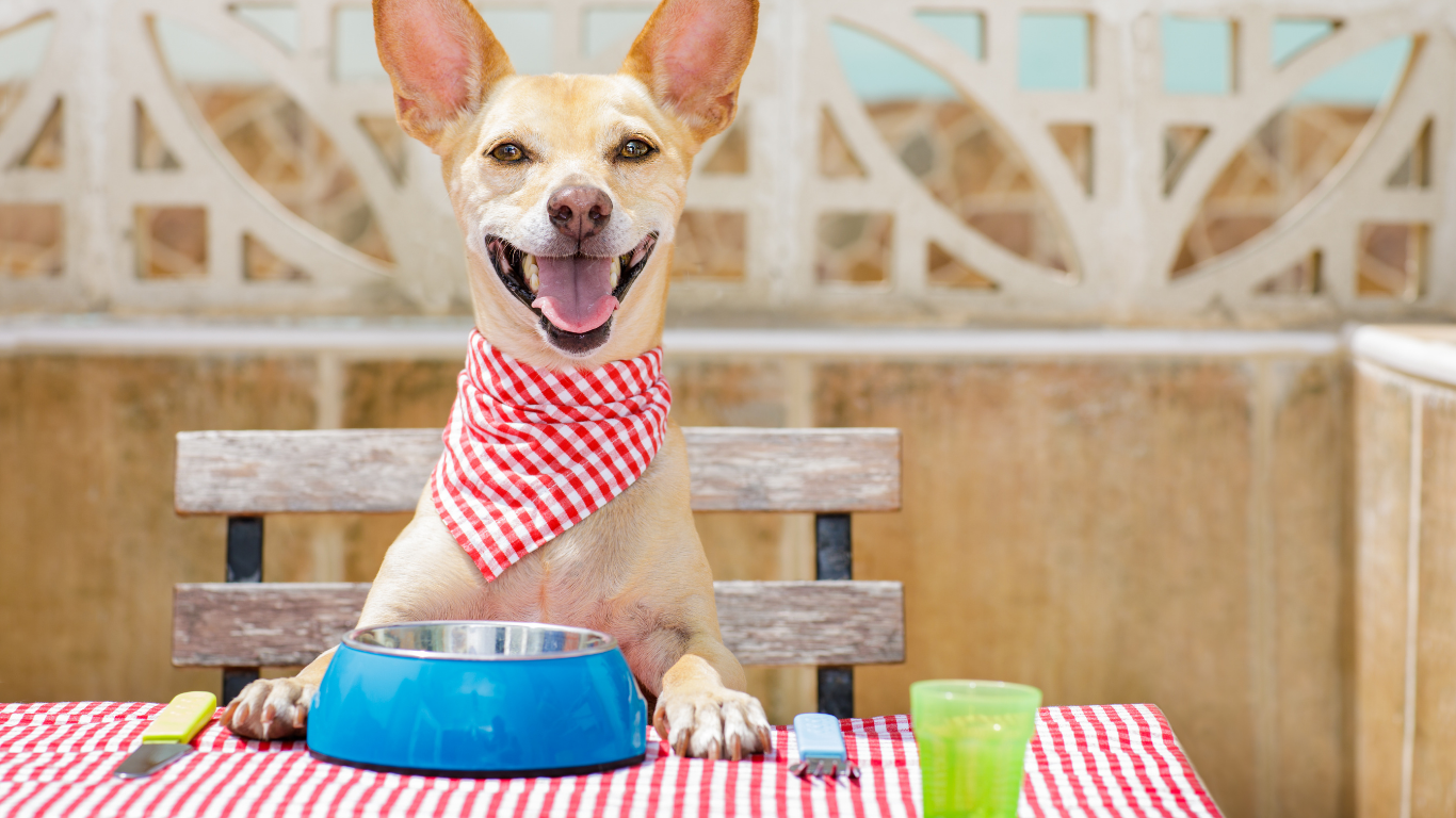 Durable Pet Bowl Detail