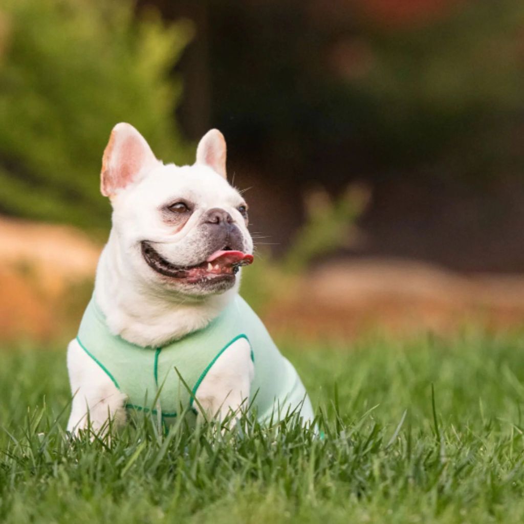 Dog Wearing Goldpaw Fleece