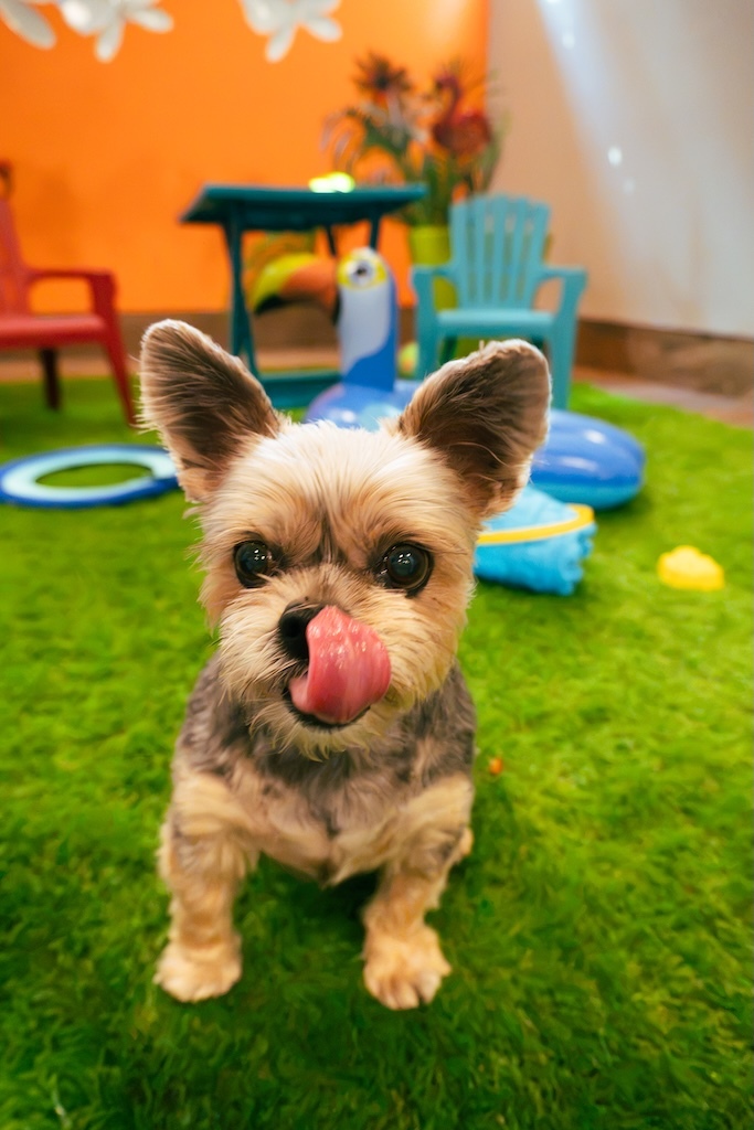 Dog posing in the NHV photo zone