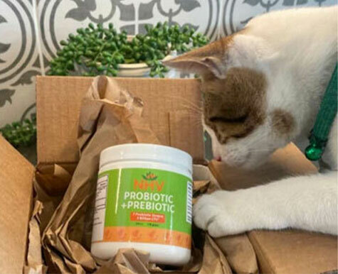 Probiotics For Kittens