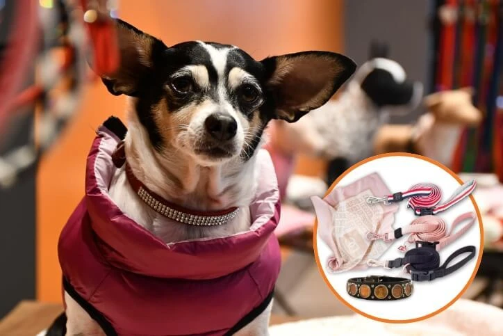 Collars, Leashes & Clothing