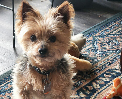 Teeya and Liver Disease in Dogs