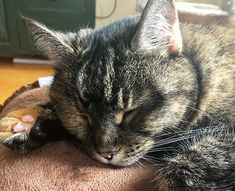 Naturally Managing Cat Uti