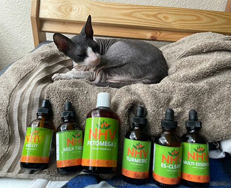 Cancer in Cats Support