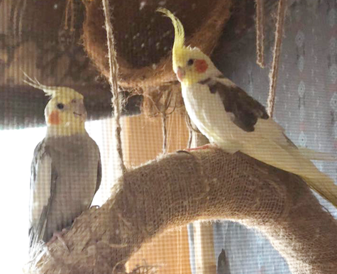 Sunny the bird with liver cancer