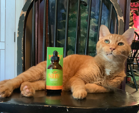 Button the Diabetic Cat