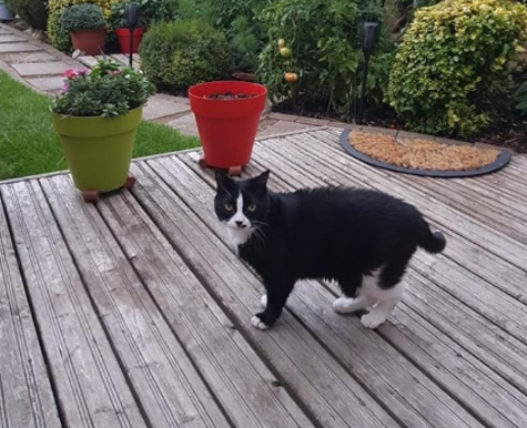 Chibi tackling senior cat issues
