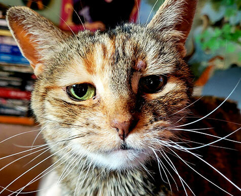 Cat Wound Care for Gman