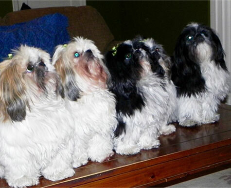 Kalu and Respiratory Issues in Dogs
