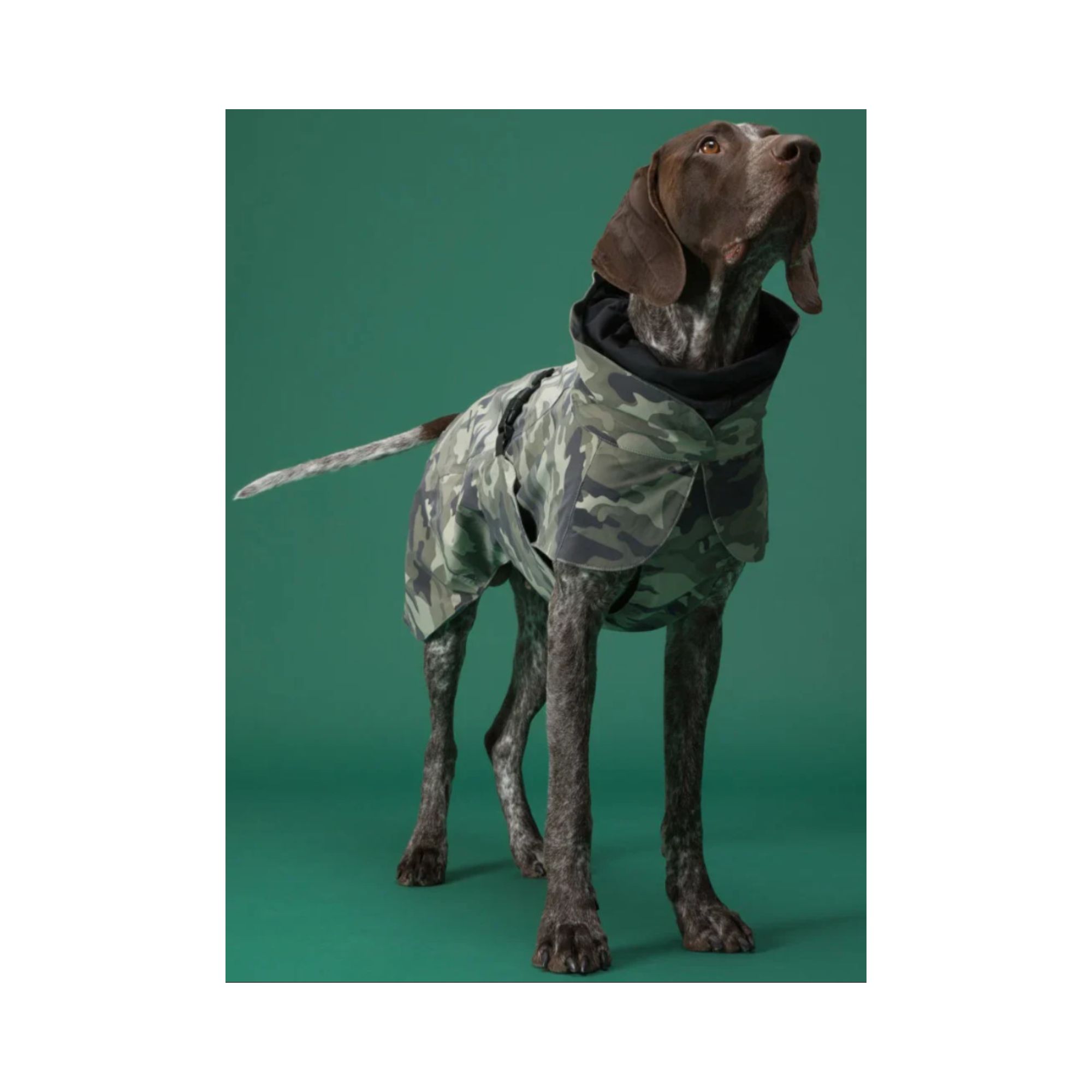 Paikka - Recovery Raincoat for Dogs (2).jpg