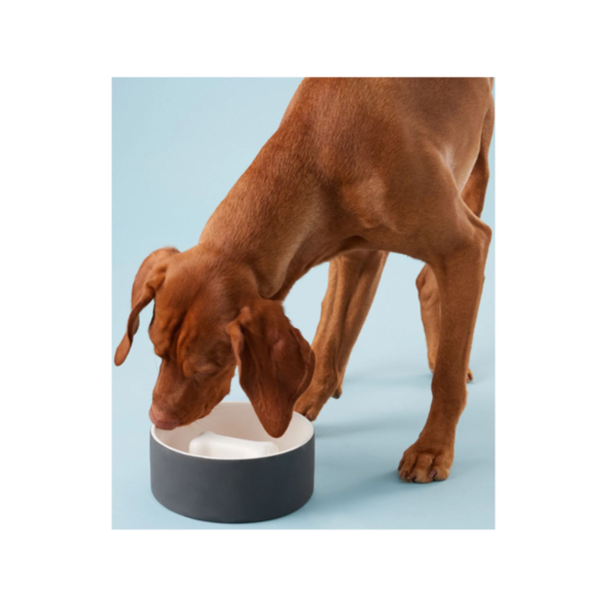 Paikka - Slow Feeder Bowl for Dogs (5).jpg