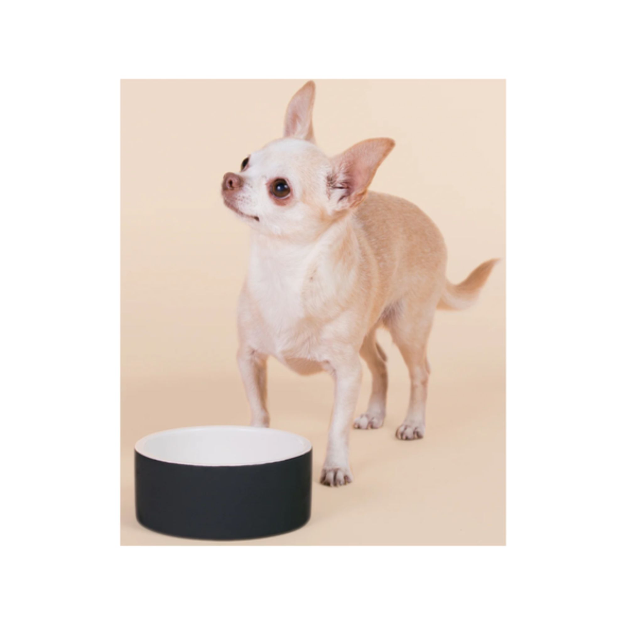 Paikka - Slow Feeder Bowl for Dogs.jpg