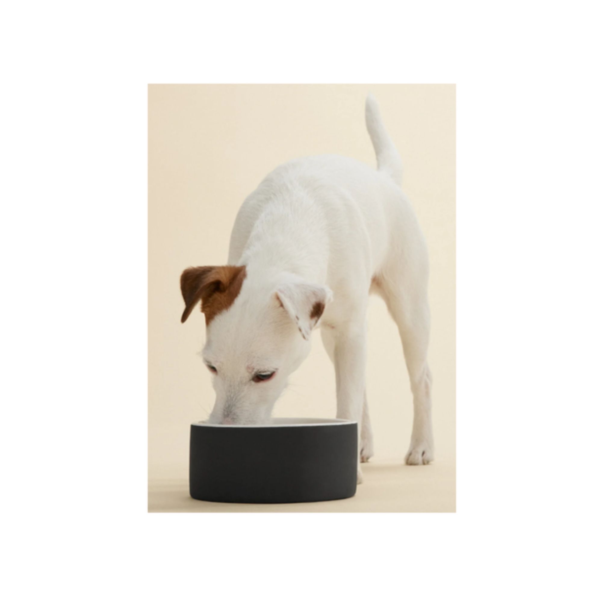 Paikka - Slow Feeder Bowl for Dogs (3).jpg