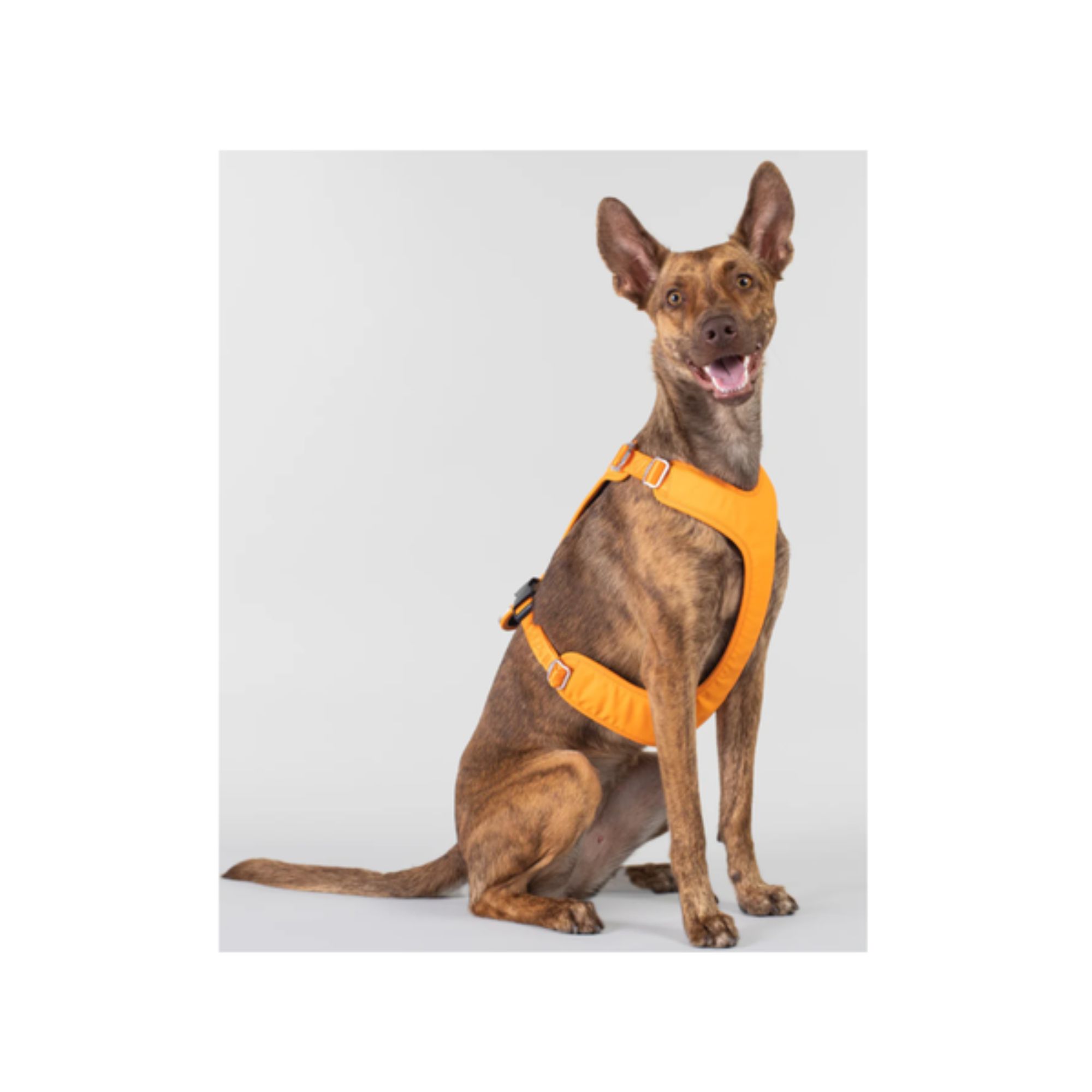 Paikka - Visibility Dog Harness (2).jpg