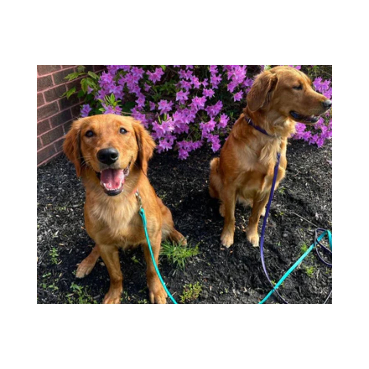 Pro-Mohs Pet Products - Biothane Snap Dog Leash (2).jpg